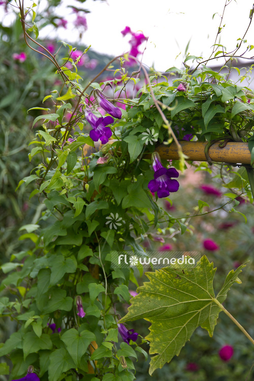 Maurandya scandens (105476)