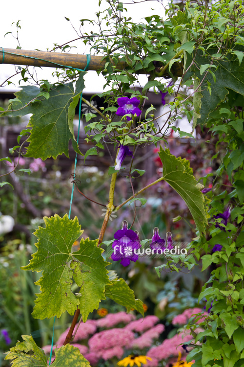 Maurandya scandens (105477)