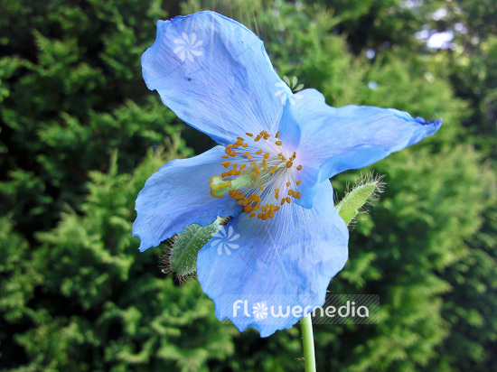 Meconopsis betonicifolia - Blue poppy (104040)