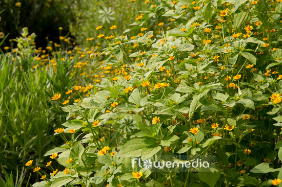 Melampodium divaricatum - Blackfoot (110867)
