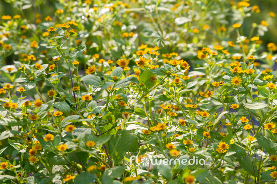 Melampodium divaricatum - Blackfoot (110874)