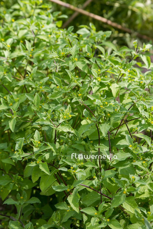 Melampodium longifolium - Blackfoot (110876)