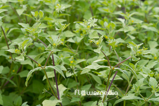 Melampodium longifolium - Blackfoot (110877)
