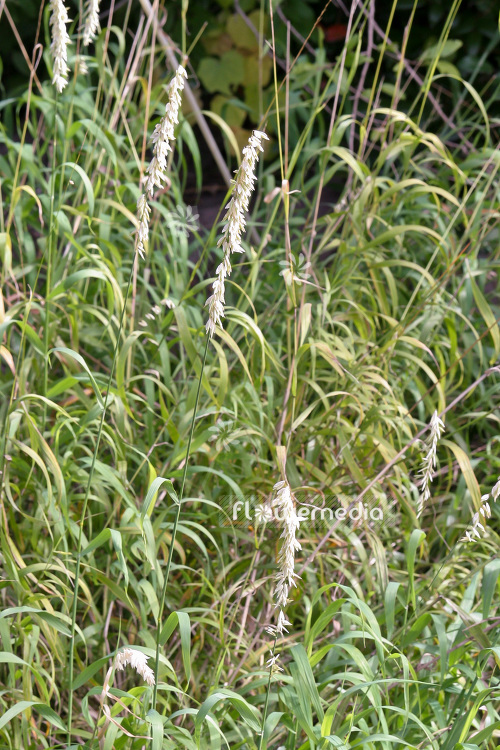 Melica mutica - Two-flower melic grass (104044)