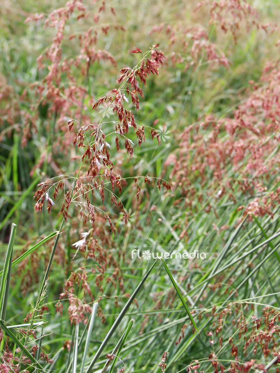 Melinis repens - Rose natal grass (101314)