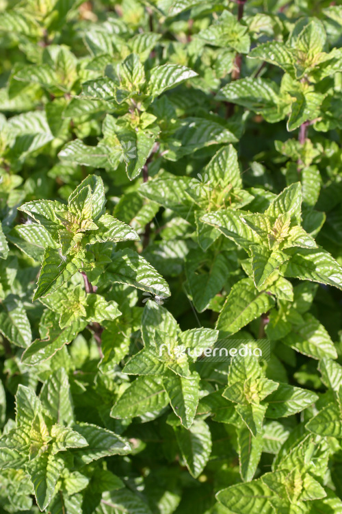 Mentha 'Berries and Cream' - Fruit mint (104050)