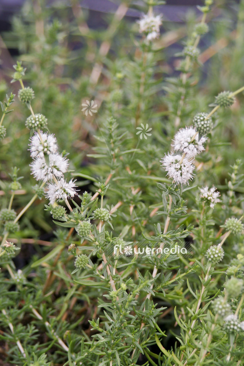 Mentha cervina 'Alba' - Hart's pennyroyal (104217)