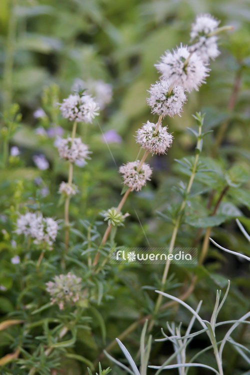 Mentha cervina 'Alba' - Hart's pennyroyal (110892)