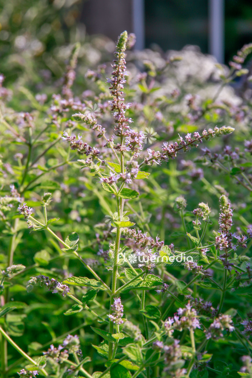 Mentha gattefossei - Mint (110893)