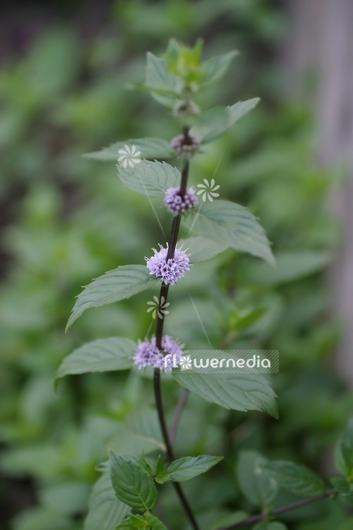 Mentha 'Lavender' - Lavender mint (110898)