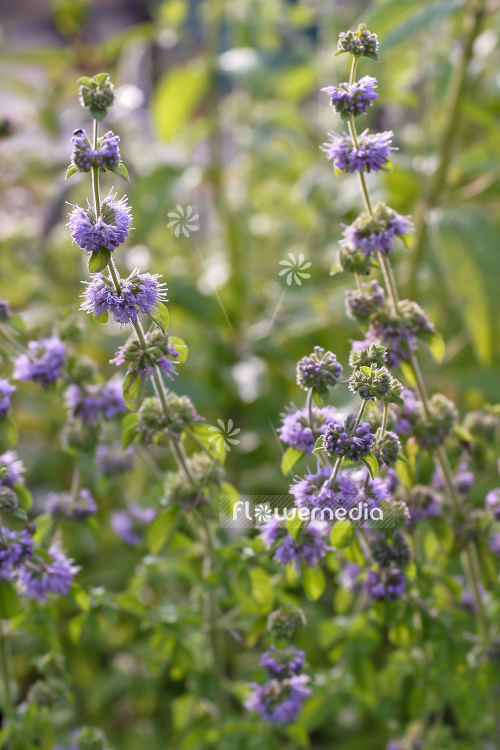 Mentha pulegium - Pennyroyal (110901)