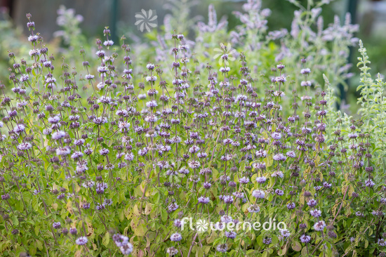 Mentha pulegium - Pennyroyal (110902)