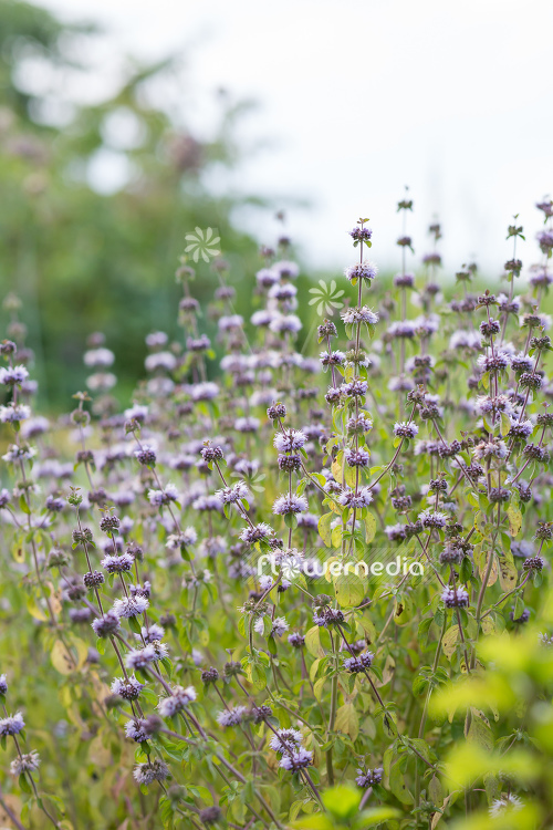 Mentha pulegium - Pennyroyal (110904)