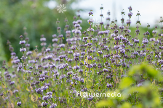 Mentha pulegium - Pennyroyal (110905)