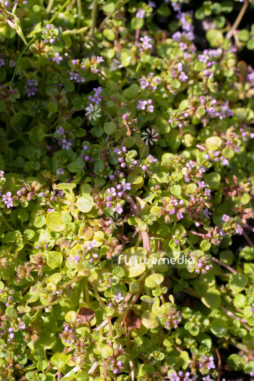 Mentha requienii - Corsican mint (104058)