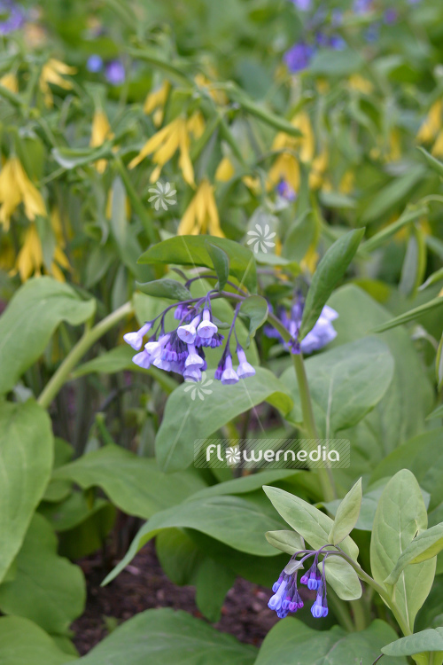 Mertensia virginica - Virginian bluebells (108036)