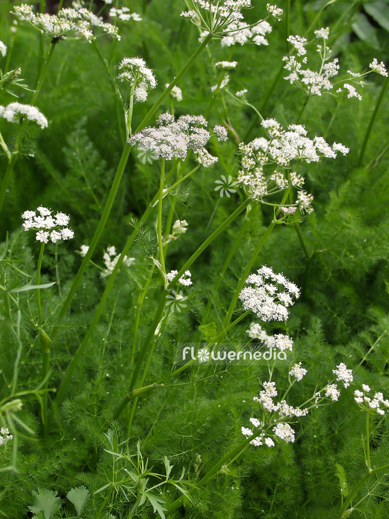 Meum athamanticum - Spignel (101331)