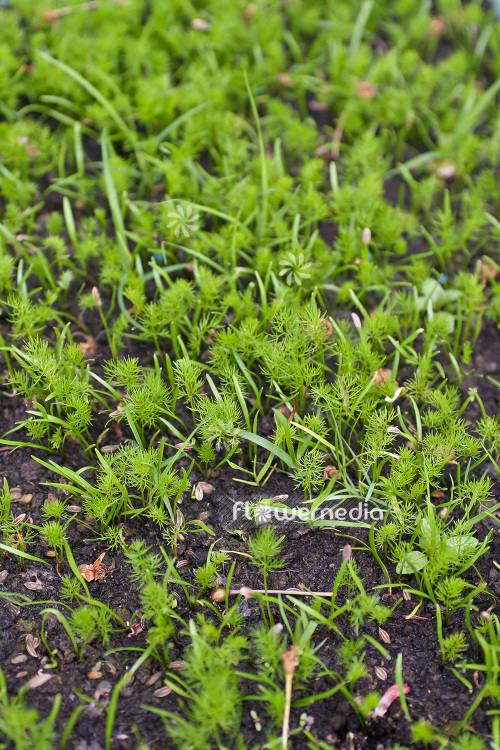 Meum athamanticum - Spignel (104079)