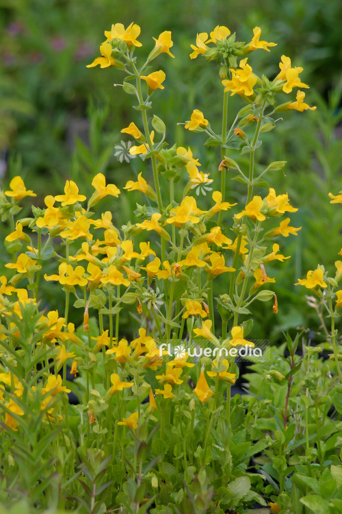 Mimulus luteus - Monkey musk (110986)