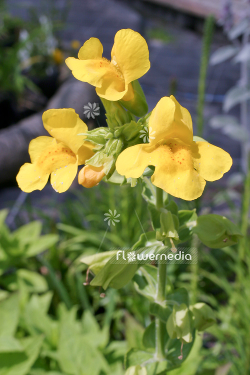 Mimulus luteus - Monkey musk (110987)