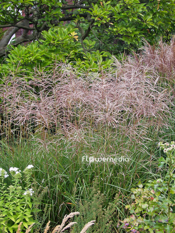 Miscanthus sinensis 'Gracillimus' - Chinese silver grass (101339)