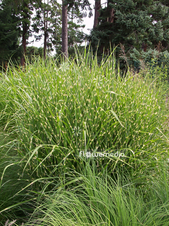 Miscanthus sinensis 'Zebrinus' - Chinese silver grass (101343)