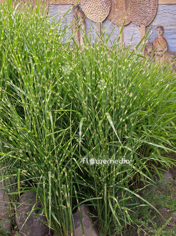 Miscanthus sinensis 'Zebrinus' - Chinese silver grass (101344)