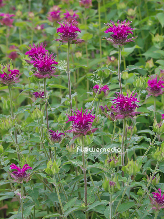 Monarda 'Blaustrumpf' - Beebalm (101347)