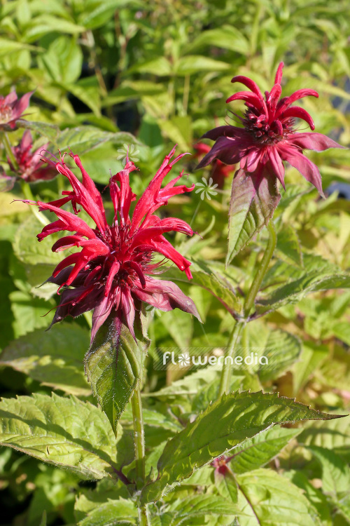 Monarda 'Cambridge Scarlet' - Beebalm (104098)