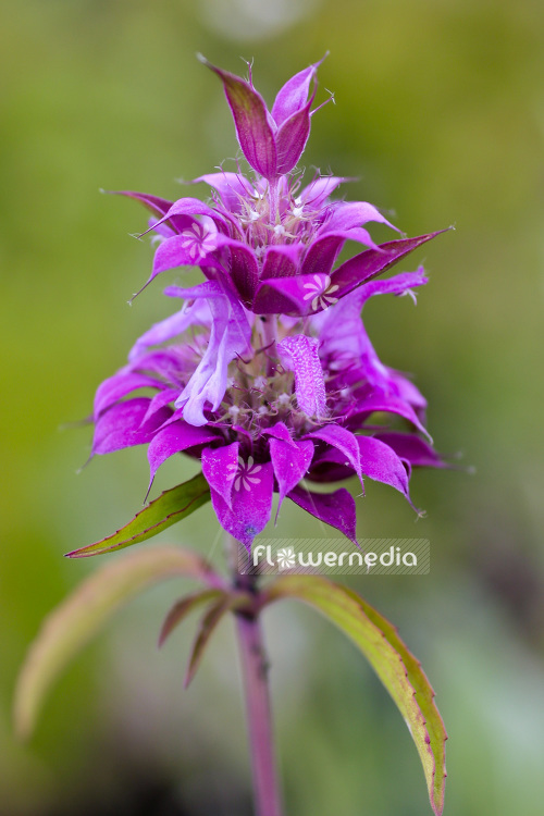 Monarda citriodora - Lemon beebalm (104099)