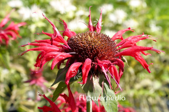 Monarda 'Gardenview Scarlet' - Beebalm (104221)