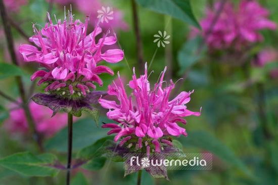 Monarda 'Marshalls Delight' - Beebalm (104106)