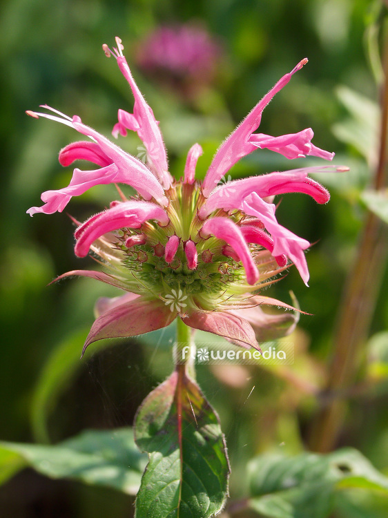 Monarda 'Melissa' - Beebalm (101355)