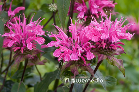 Monarda 'Melissa' - Beebalm (104107)