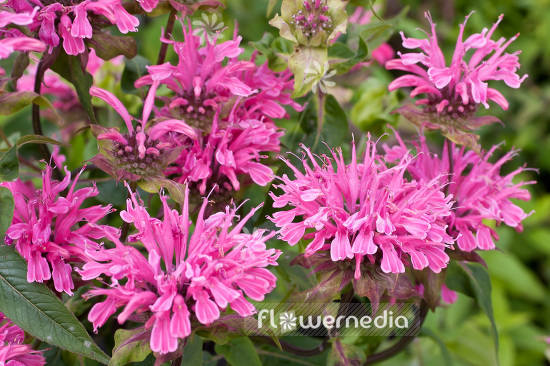 Monarda 'Melissa' - Beebalm (104108)