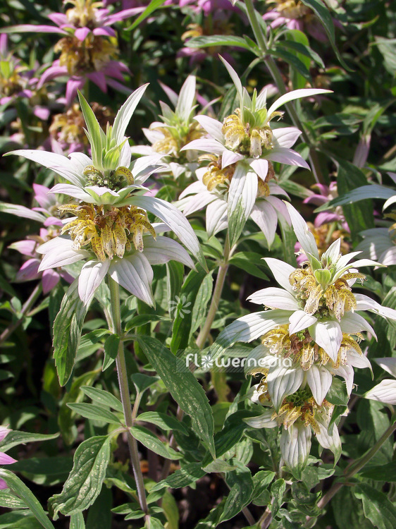 Monarda punctata - Spotted beebalm (101360)