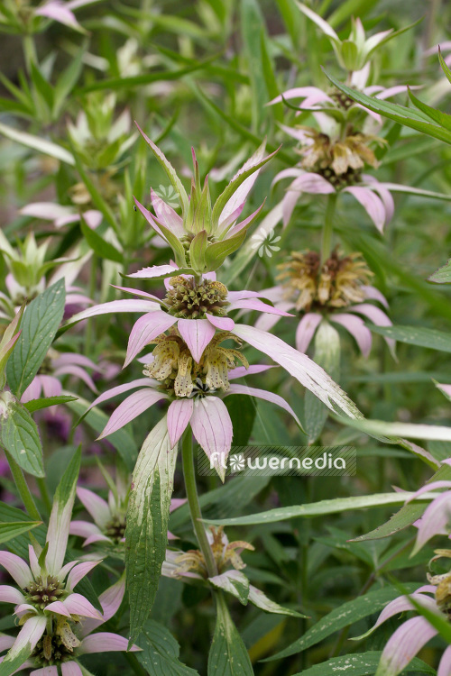 Monarda punctata - Spotted beebalm (104110)
