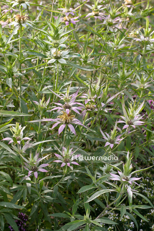Monarda punctata - Spotted beebalm (104111)