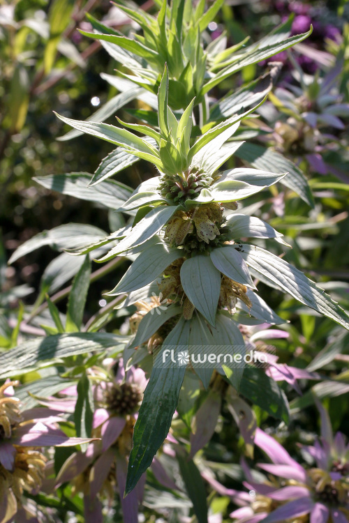 Monarda punctata - Spotted beebalm (104113)