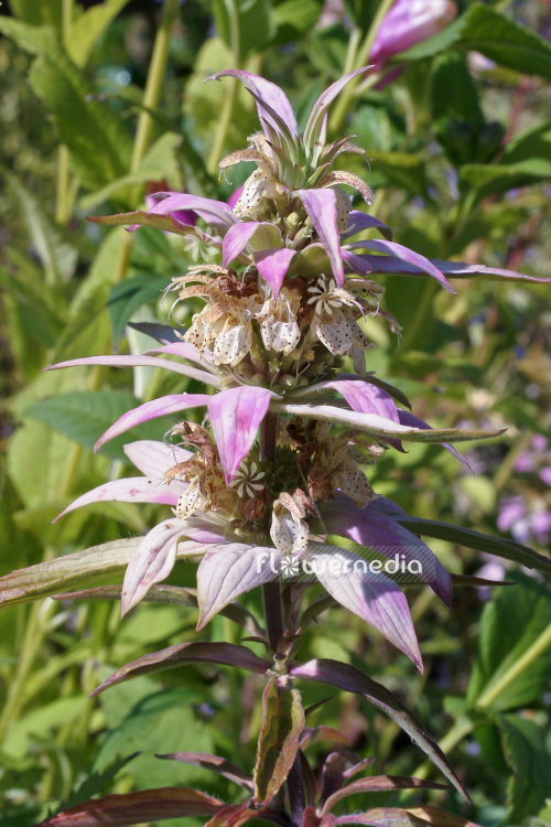 Monarda punctata - Spotted beebalm (104115)
