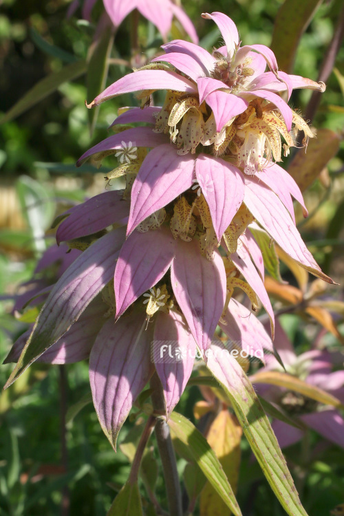 Monarda punctata - Spotted beebalm (104116)