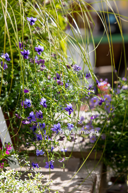 Monopsis unidentata 'Blutiful' (110988)