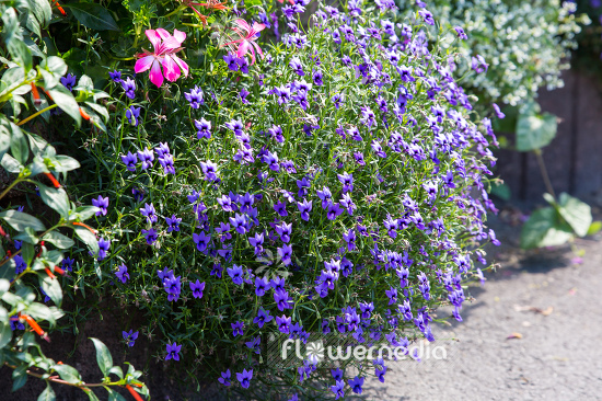 Monopsis unidentata 'Blutiful' (110989)
