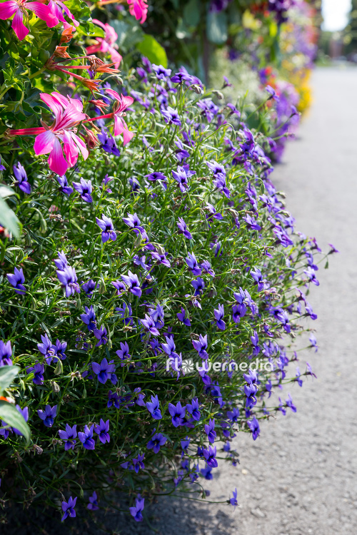 Monopsis unidentata 'Blutiful' (110990)