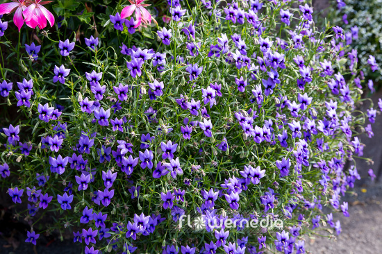 Monopsis unidentata 'Blutiful' (110991)