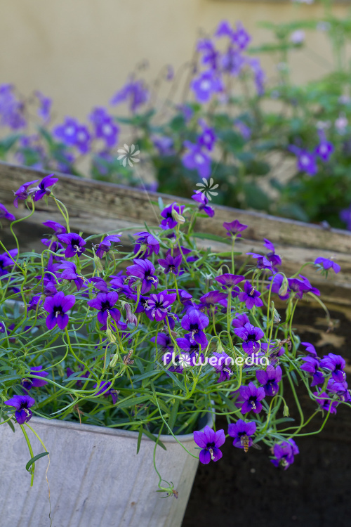 Monopsis unidentata 'Blutiful' (110993)