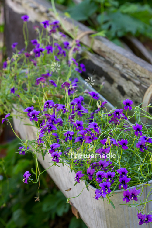 Monopsis unidentata 'Blutiful' (110994)