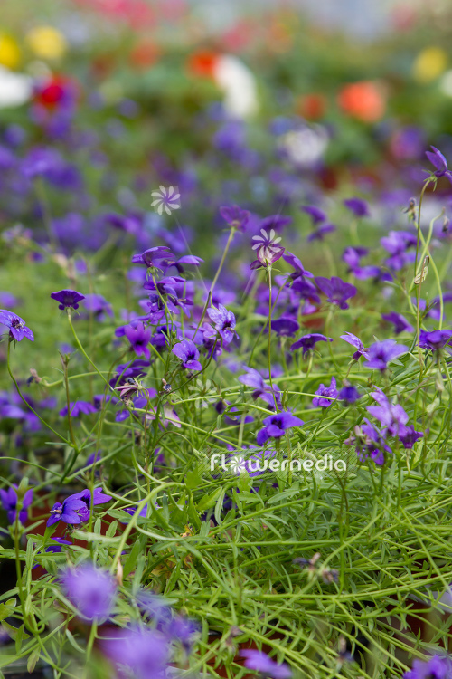 Monopsis unidentata 'Blutiful' (110996)