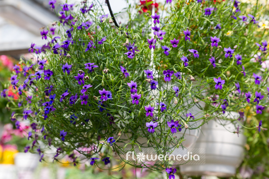 Monopsis unidentata 'Blutiful' (110997)