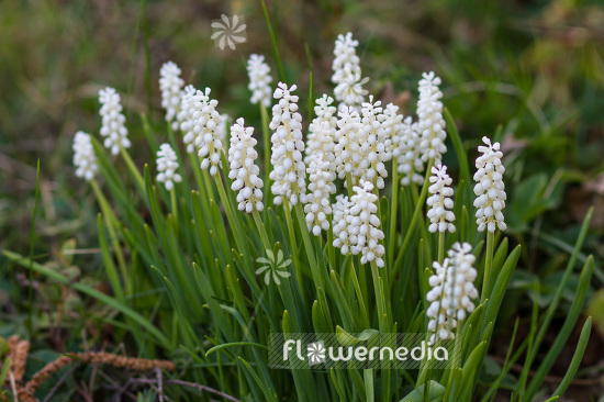 Muscari armeniacum 'Album' - Armenian grape hyacinth (104120)
